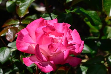 Güneşli yaz gününde bahçede büyüyen güzel bir gül. 