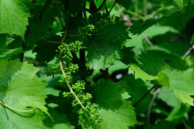 Bahçedeki yeşil bitki yapraklarını kapatın.