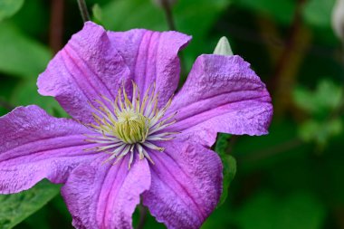 Güneşli yaz gününde bahçede büyüyen güzel Clematis. 