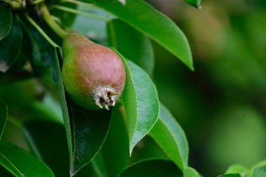 Açık havada yetişen olgun armutları olan ağaç, yaz konsepti, yakın görüş  