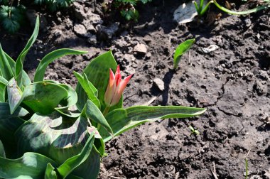 Güneşli yaz gününde bahçede büyüyen güzel lale. 