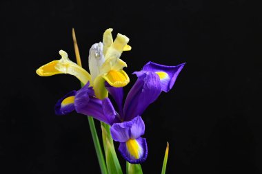 Koyu arkaplanda güzel çiçekler, yaz konsepti, yakın manzara  