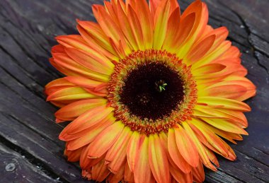 Tahta arka planda güzel Gerbera çiçeği, yaz konsepti, yakın görüş  