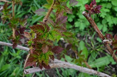 Güneşli yaz gününde bahçede yetişen bitkilerin manzarası. 