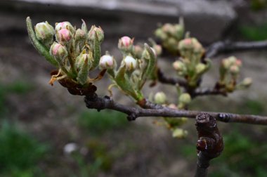 Beyaz çiçek tomurcukları olan elma ağacı dalları. Yakın plan, bahar konsepti.  