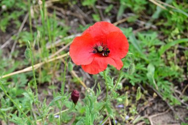Güneşli yaz gününde çayırda yetişen güzel kırmızı gelincik çiçeği. 
