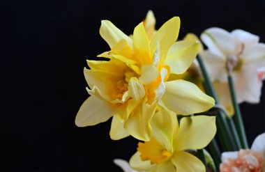 Siyah arka planda yumuşak çiçekler. Kapat..