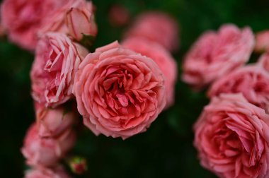 Güneşli yaz gününde bahçede büyüyen güzel güller. 