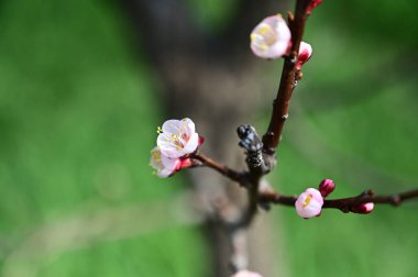 Beyaz güzel çiçekli elma ağacı dalı, yakın plan, bahar konsepti.  