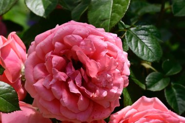 Güneşli yaz gününde bahçede büyüyen güzel güller. 