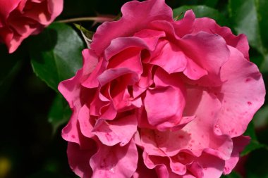 Güneşli yaz gününde bahçede büyüyen güzel bir gül. 