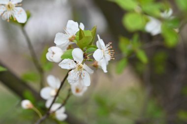 Beyaz güzel çiçekli elma ağacı dalları, yakın plan, bahar konsepti.  