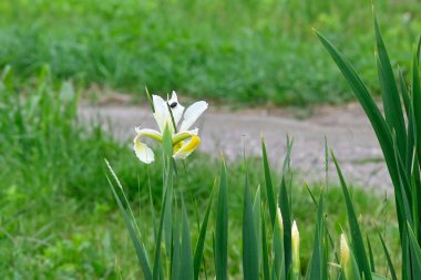 Bahçedeki güzel çiçekler