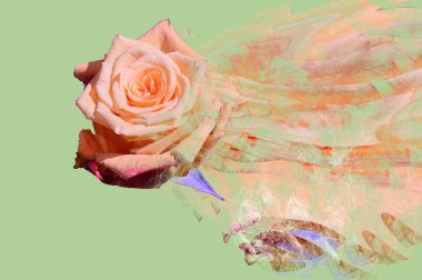 Yeşil arka planda felçli gül çiçeği, kapat