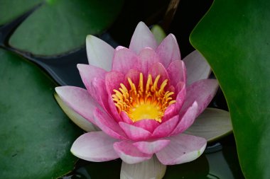 Güzel çiçek açan nilüfer çiçekleri yaz günü gölette büyür. 