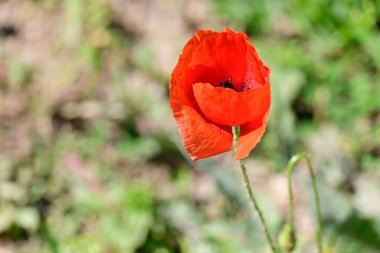 Güneşli yaz gününde çayırda yetişen güzel kırmızı gelincik çiçeği. 