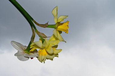 Gökyüzü arka planında güzel nergisler, yaz konsepti, yakın görüş  