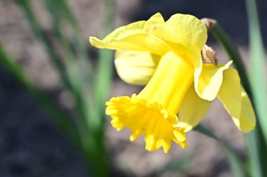 Güneşli yaz gününde bahçede yetişen güzel nergis. 