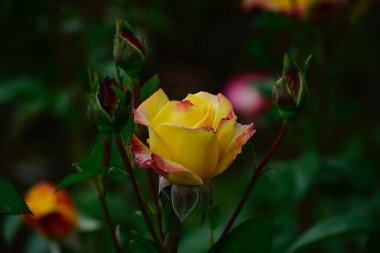 Güneşli yaz gününde bahçede büyüyen güzel bir gül. 