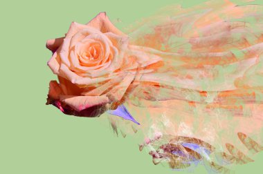 Yeşil arka planda felçli gül çiçeği, kapat