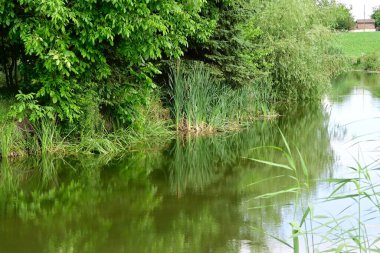 Güzel bir yaz gününde göletteki yeşillik manzarası.