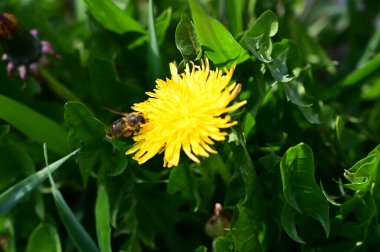Güneşli yaz gününde bahçede yetişen güzel çiçekler. 