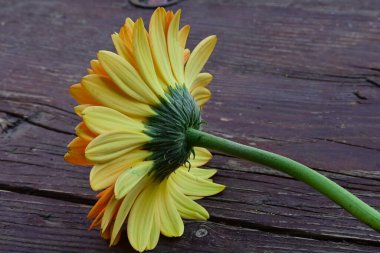 Tahta arka planda güzel Gerbera çiçeği, yaz konsepti, yakın görüş  