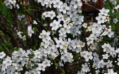 Beyaz güzel çiçekli elma ağacı dalları, yakın plan, bahar konsepti.  