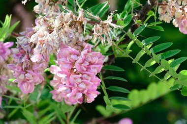 Bahçedeki güzel çiçekler