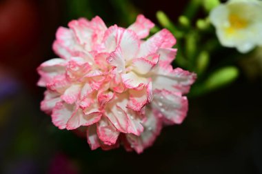 Bahçedeki güzel çiçekler