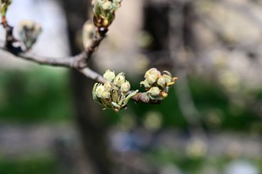 Beyaz çiçek tomurcukları olan elma ağacı dalları. Yakın plan, bahar konsepti.  