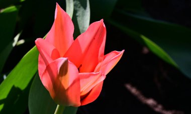 Güneşli yaz gününde bahçede büyüyen güzel lale. 