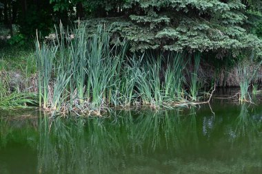 Güzel bir yaz gününde göletteki yeşillik manzarası.