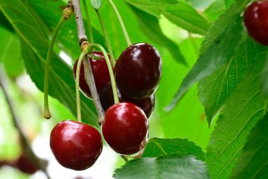 Açık havada kirazlı ağaç, yaz konsepti, yakın görüş  