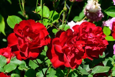 Güneşli yaz gününde bahçede büyüyen güzel güller. 