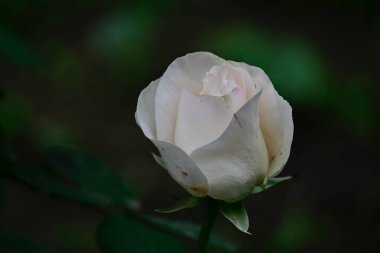 Güneşli yaz gününde bahçede büyüyen güzel bir gül. 