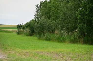 Tarladaki ormandaki yeşil ağaçlar
