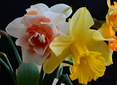 Siyah arka planda yumuşak çiçekler. Kapat..