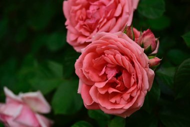 Güneşli yaz gününde bahçede büyüyen güzel güller. 