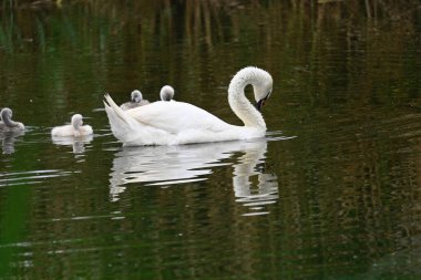 Yavruları olan güzel beyaz kuğu yaz günü göl yüzeyinde yüzüyor. 