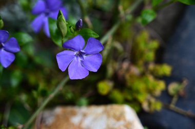 Yeşil yapraklarla açan muhteşem mor çiçekler.