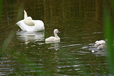 Yavruları olan güzel beyaz kuğu yaz günü göl yüzeyinde yüzüyor. 