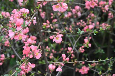Güzel çiçekli kiraz ağacı dalları, yakın plan, bahar konsepti.  