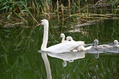 Yavruları olan güzel beyaz kuğu yaz günü göl yüzeyinde yüzüyor. 