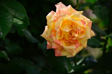 Güneşli yaz gününde bahçede büyüyen güzel bir gül. 