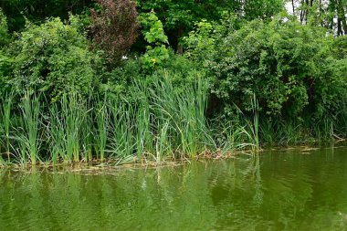 Güzel bir yaz gününde göletteki yeşillik manzarası.