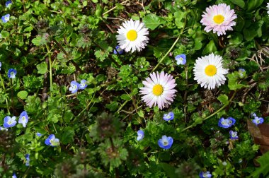 Bahçedeki güzel çiçekler