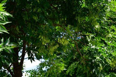 Mavi arkaplanda yeşil yapraklı ağaç dalları