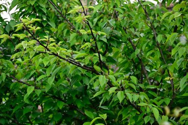 Mavi arkaplanda yeşil yapraklı ağaç dalları