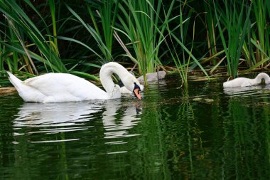 Yavruları olan güzel beyaz kuğu yaz günü göl yüzeyinde yüzüyor. 